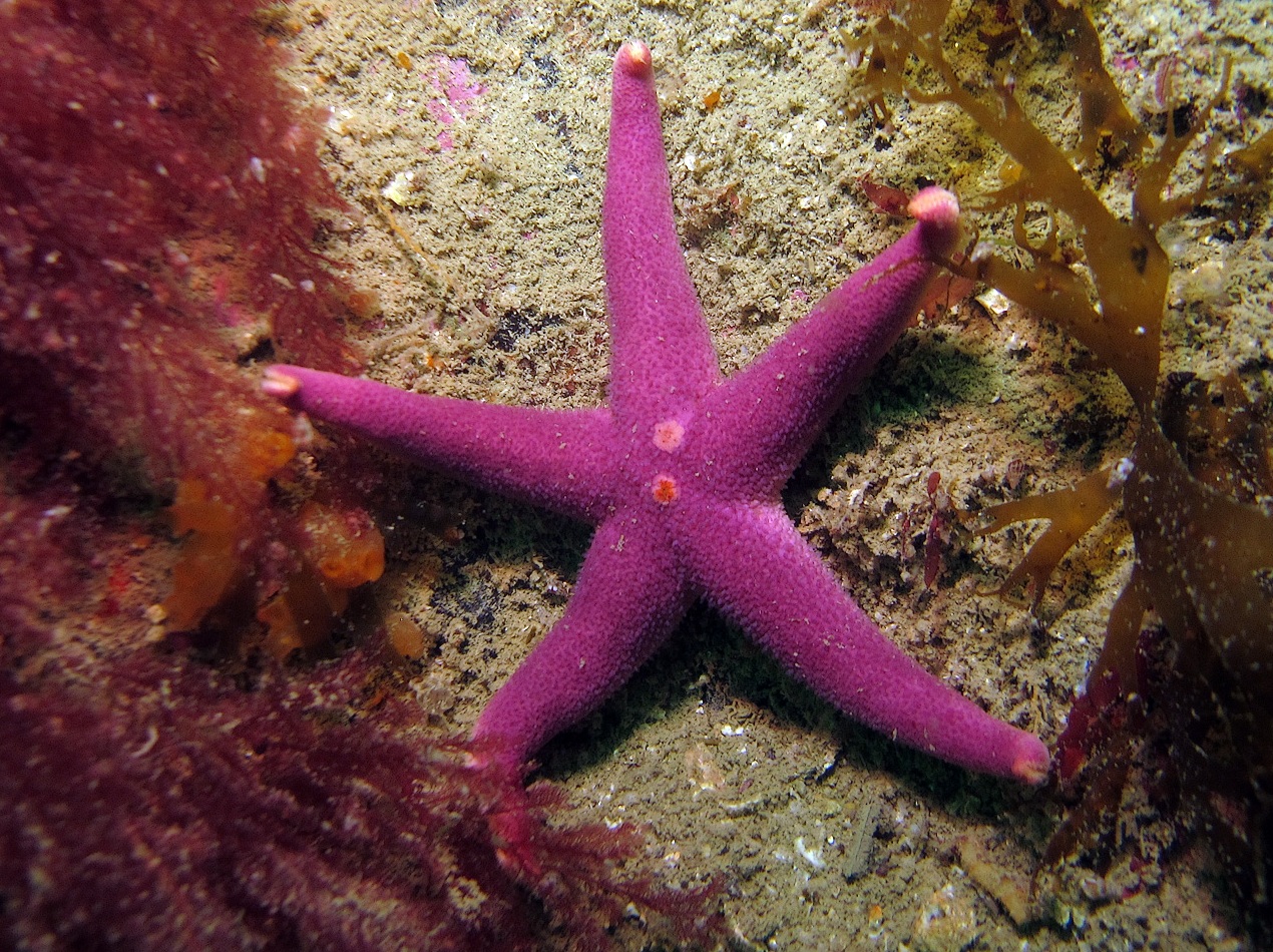 Представитель Семейства Echinasteridae